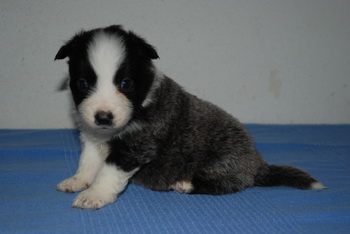 Australian Shepherd
